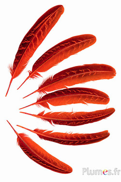 Fazant van Colchis - 15-20 cm - oranje